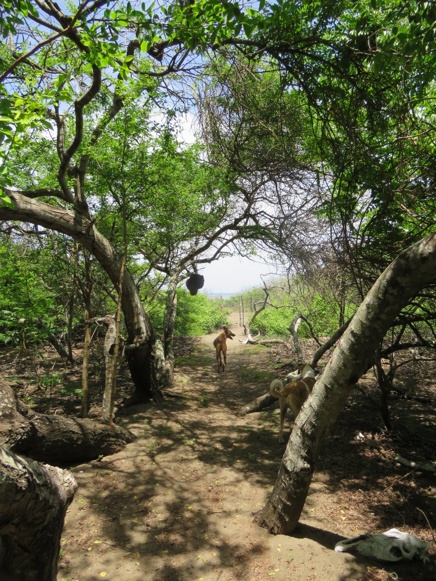 pathway to the beach