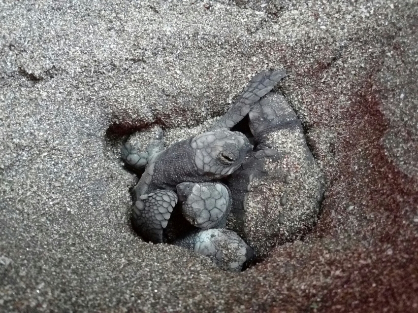 olive ridley baby turtles