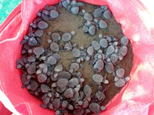 A nest in our bag hatchery