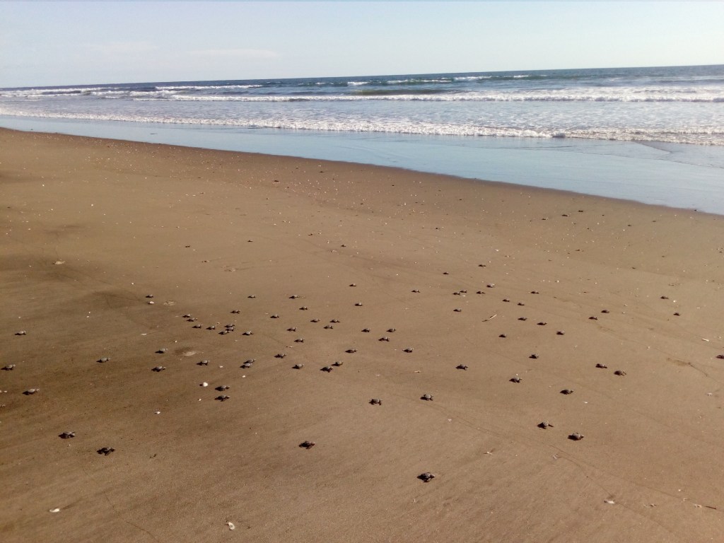 Baby turtles on their way to the sea