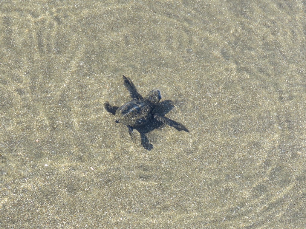 Hatchling successfully released