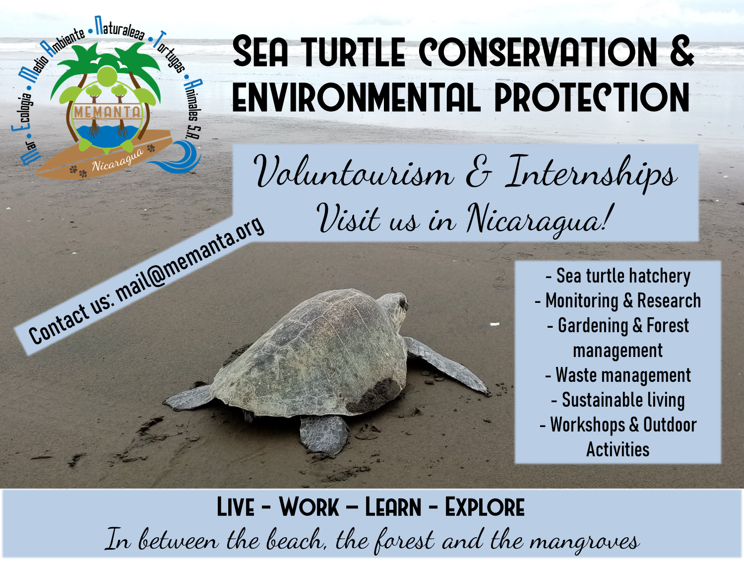 Memanta volunteer with sea turtles