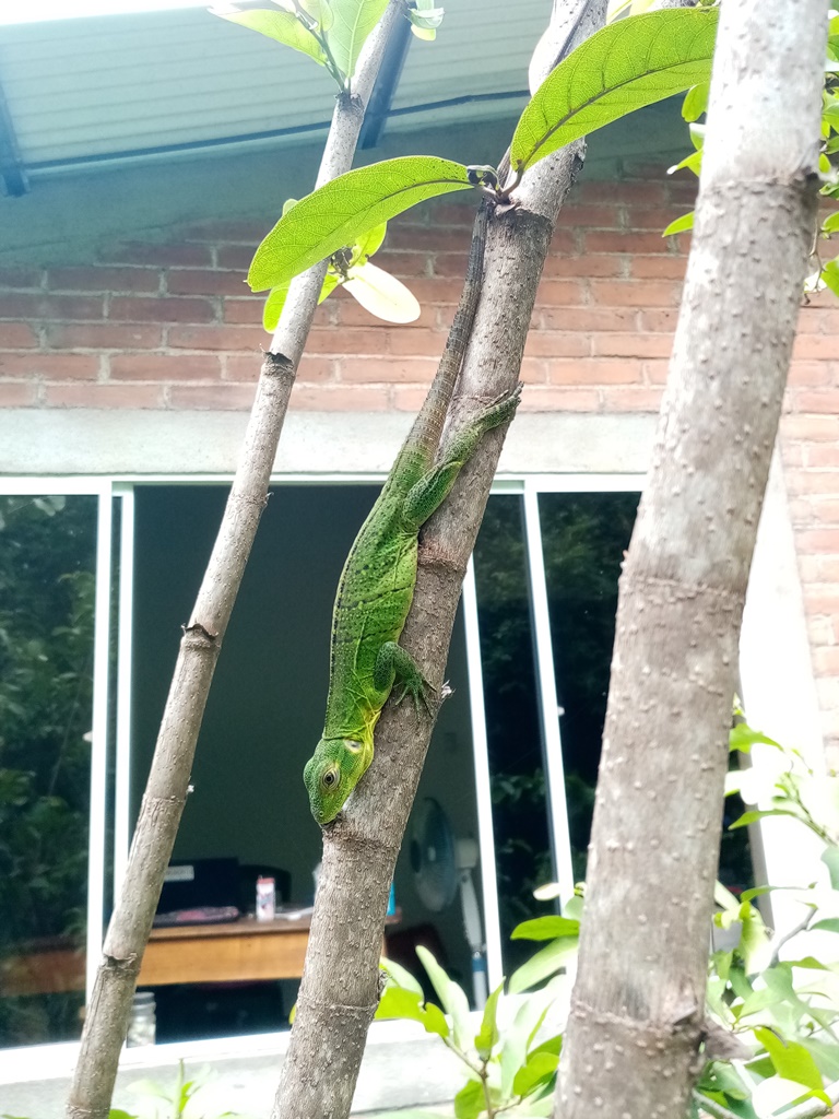 Lizzards aren't shy!