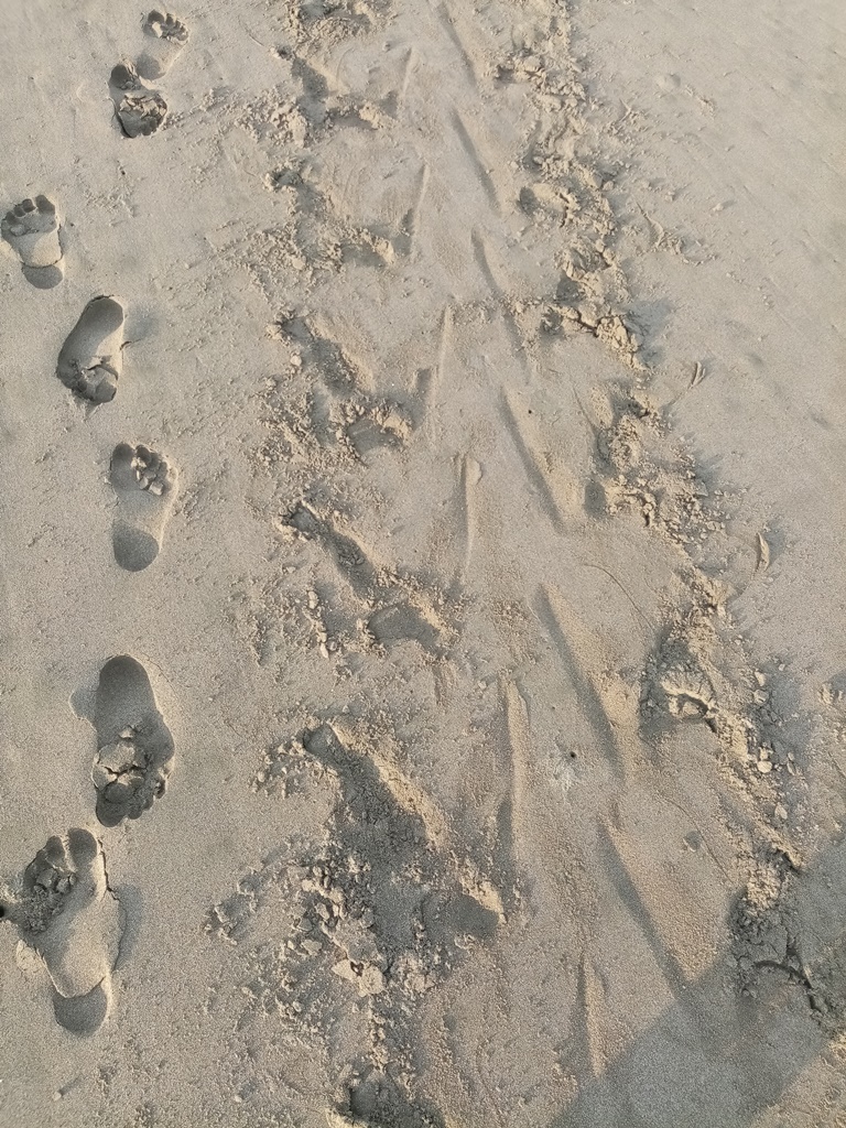 human & turtle tracks
