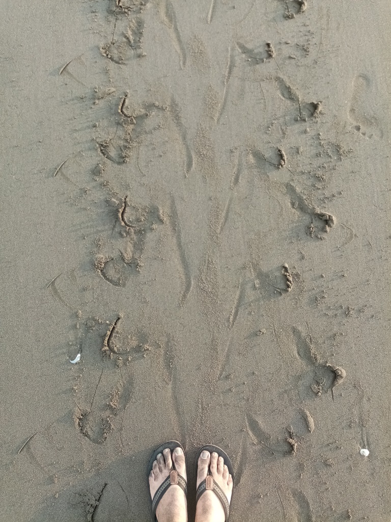 watch out for fresh turtle tracks!