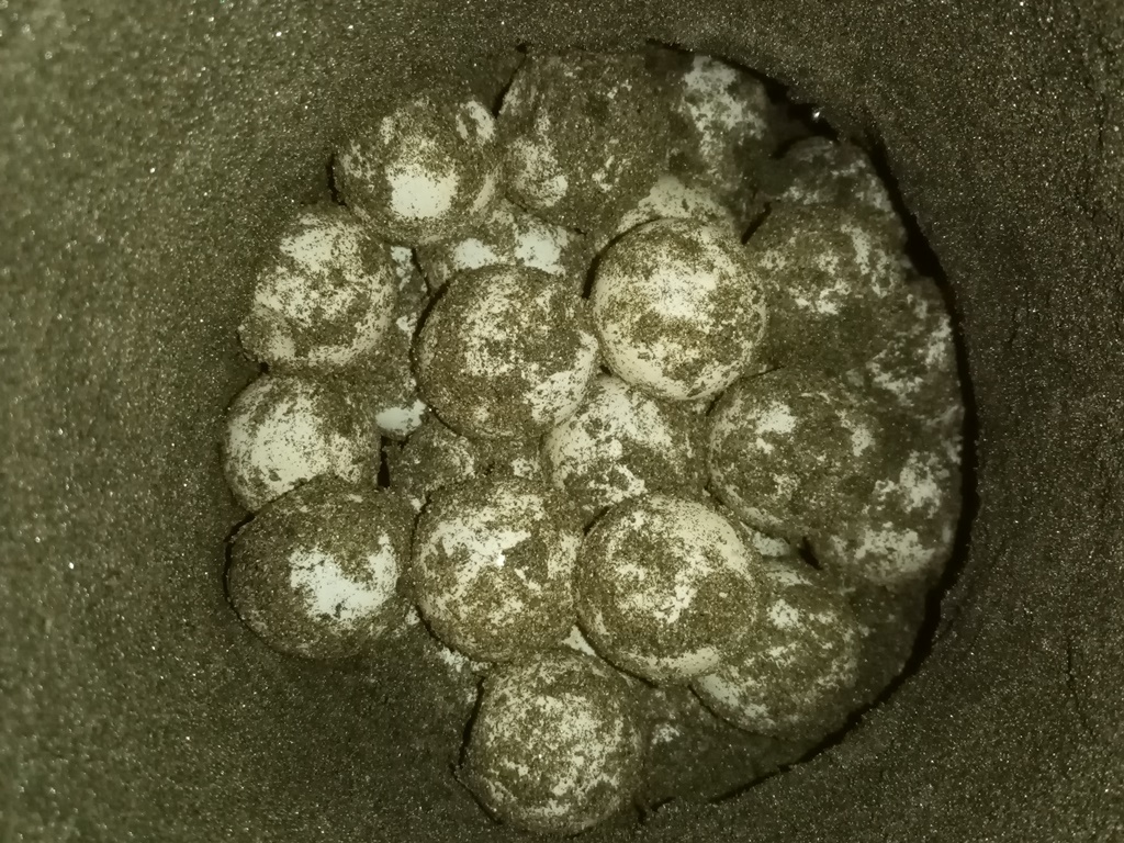 eggs put nicely into a hand-dug nest