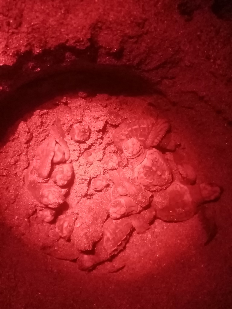 night vision - red light only