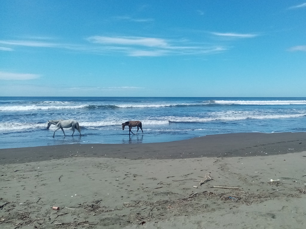 an empty beach just for us and the horses