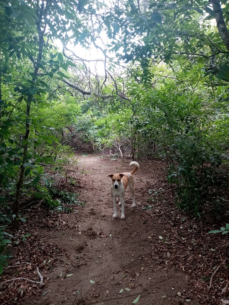 Yuma on her way through the forest