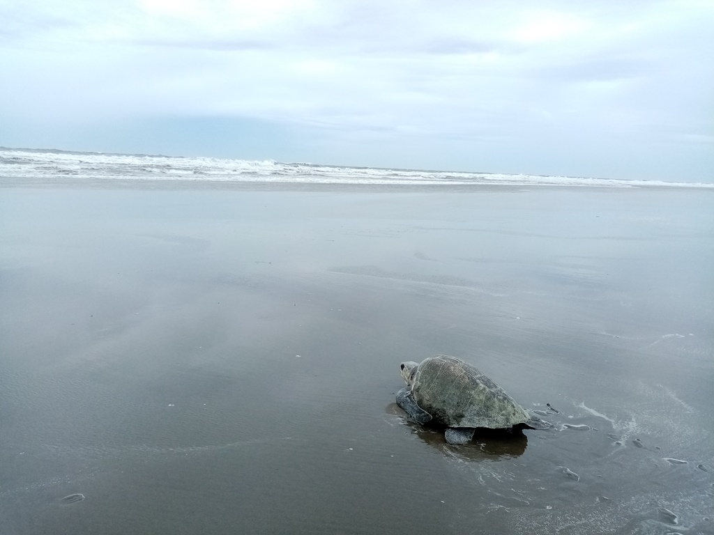 day-time turtles aday-time turtles are always a highlight!