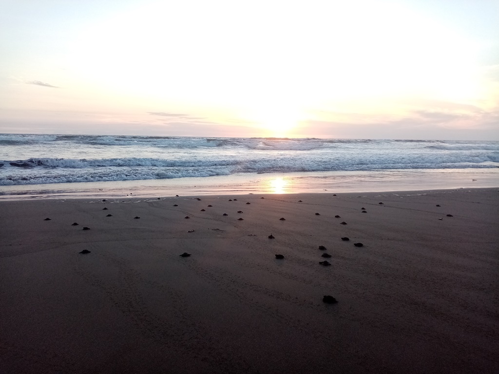 Sunset - perfect with hatchlings!