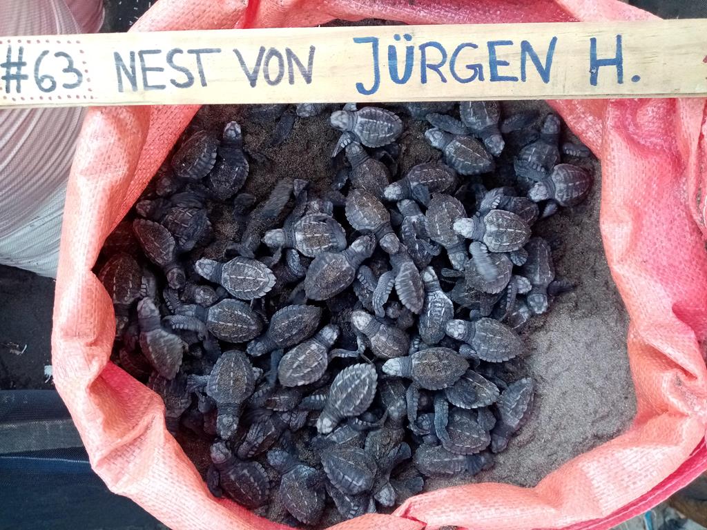 from the hatchery...