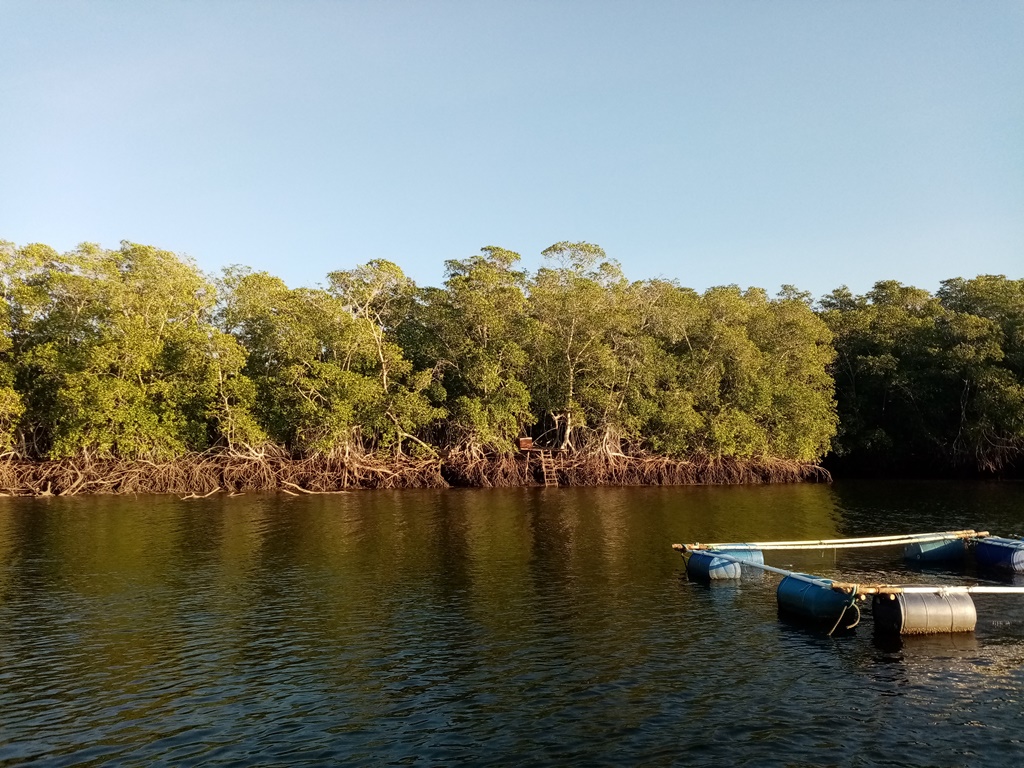 the mangroves exposing their roots during low tide