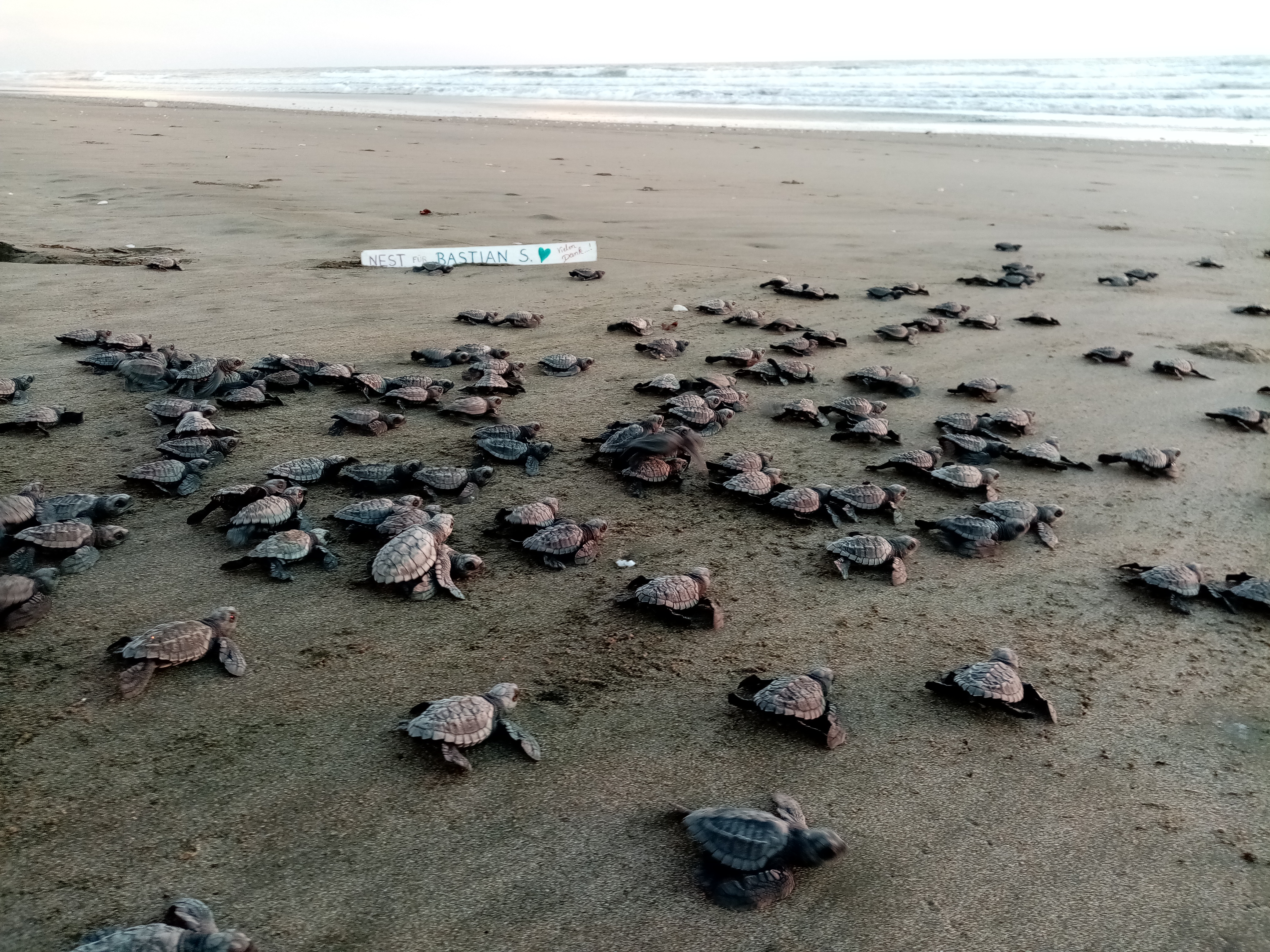 Hatchling release in the afternoon
