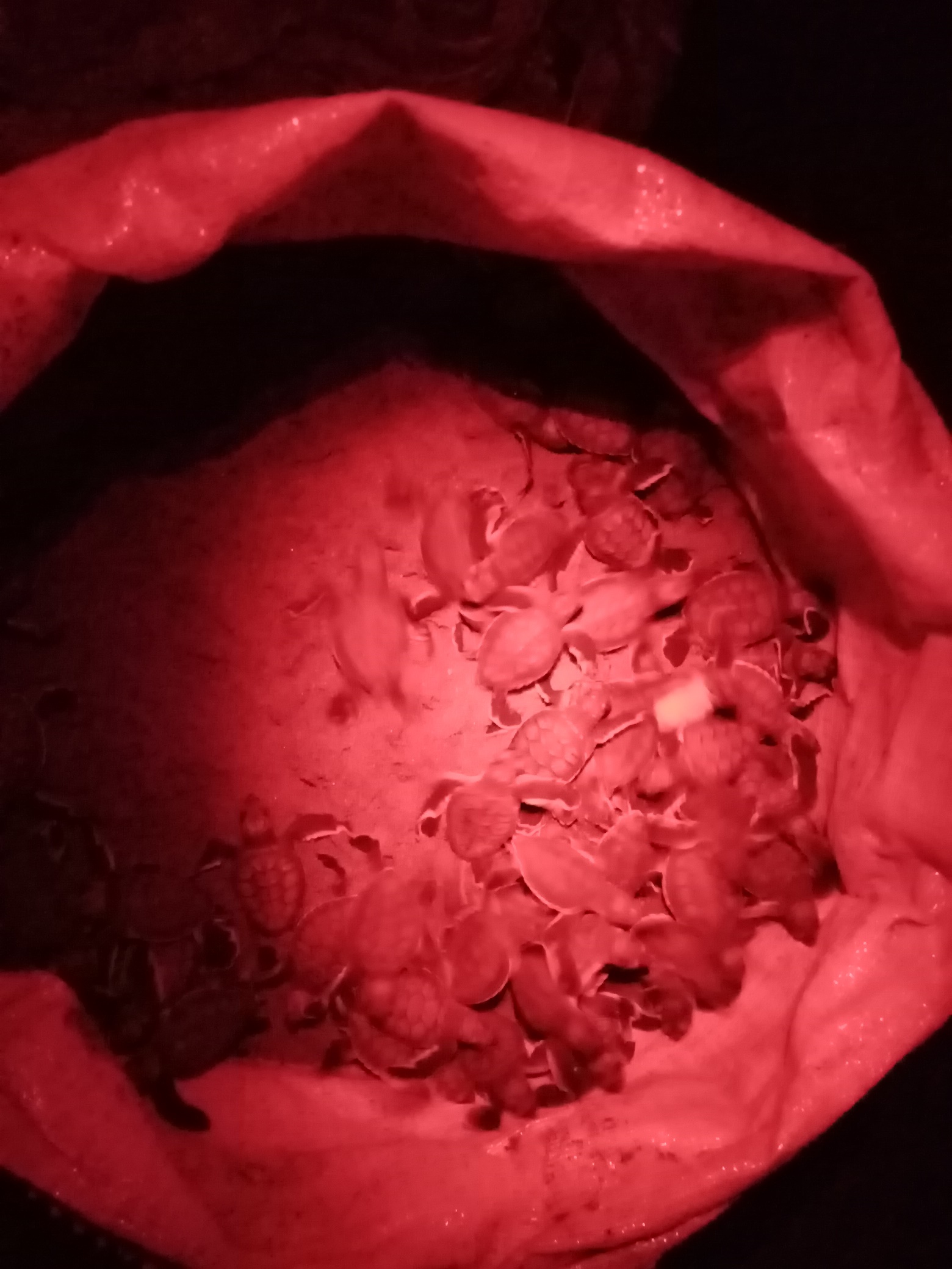 These guys hatched last year already