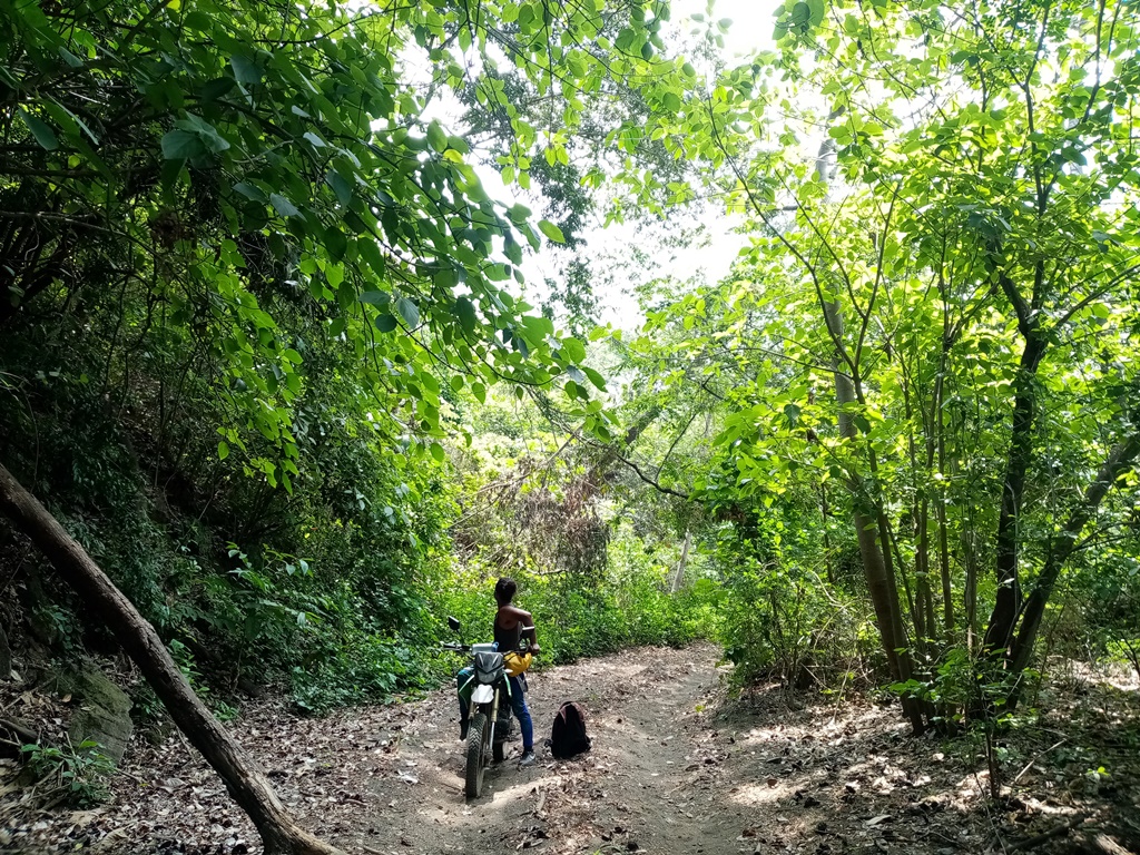 Somewhere in the jungle