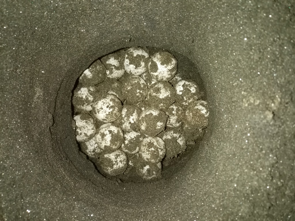 A freshly relocated nest