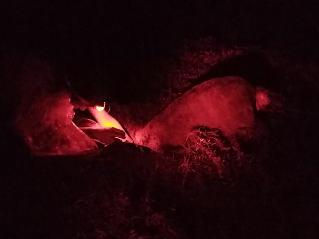 Night patrol magic with Andrea