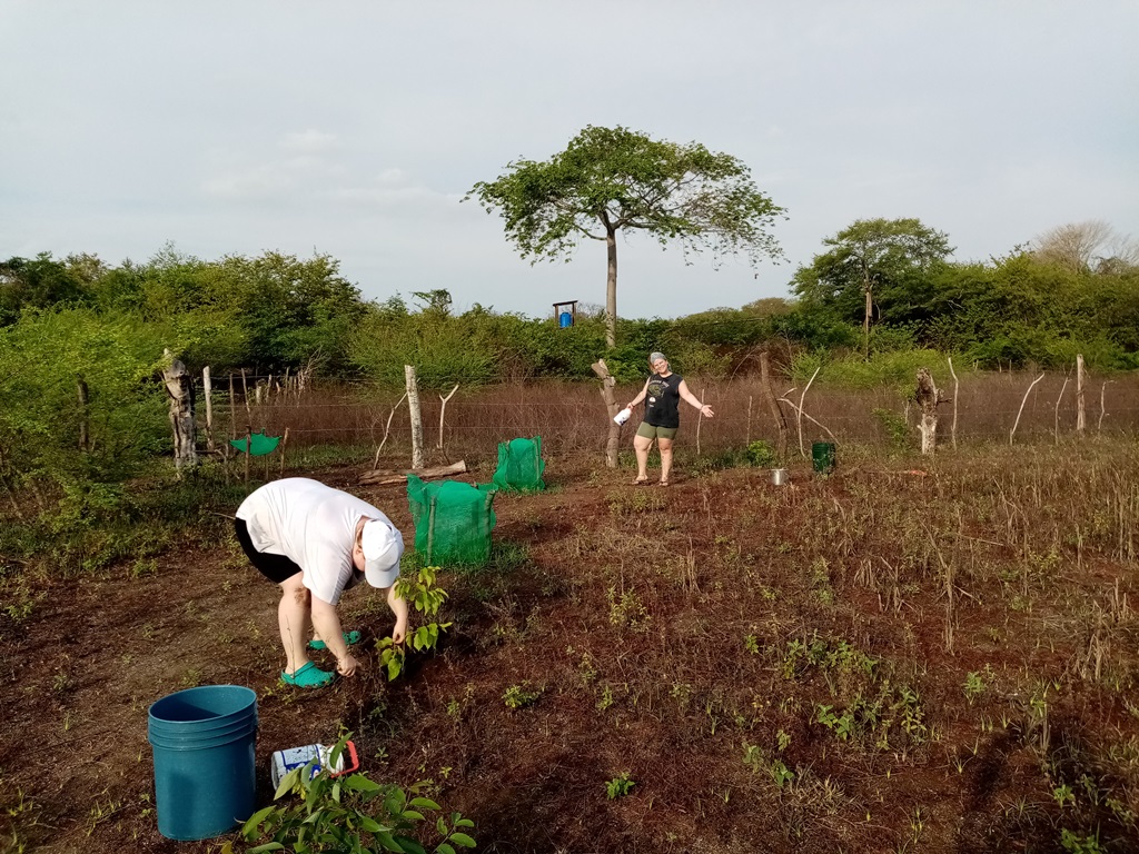 Some first reforestation efforts near the road