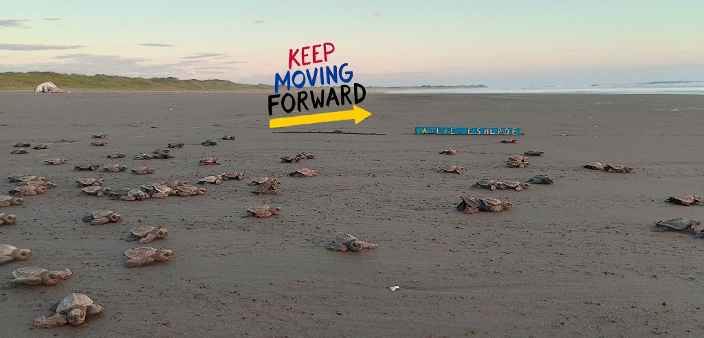 baby sea turtles on their way to the ocean