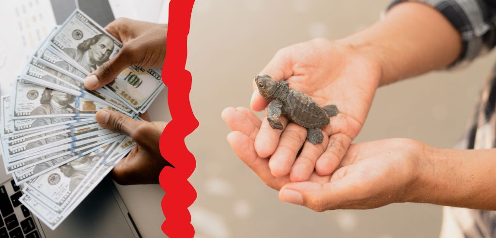pay money for sea turtles
