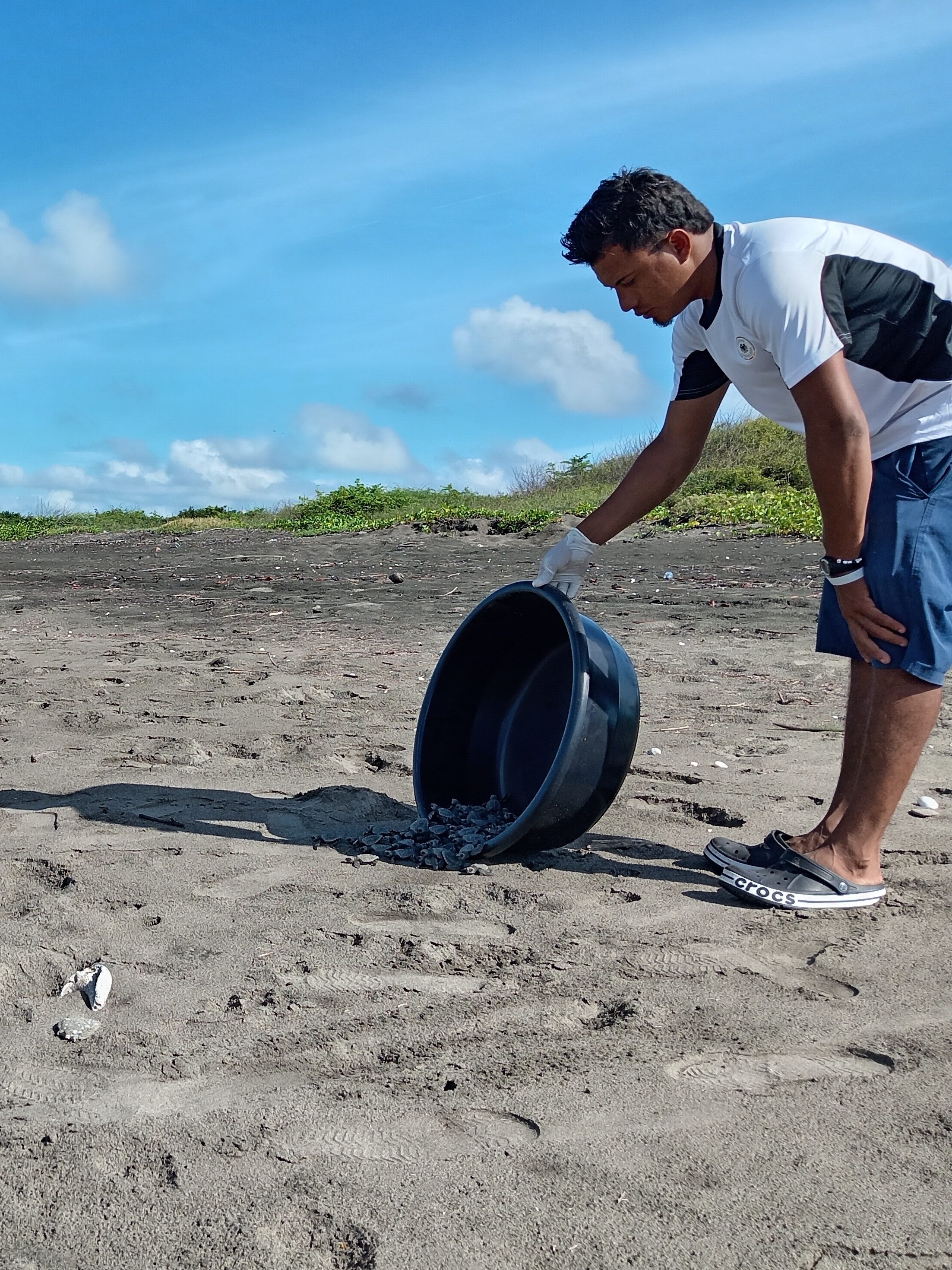 local from nicaragua releasing baby turtles