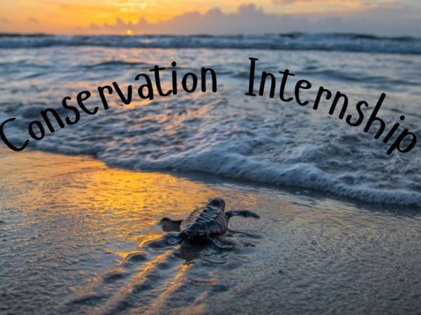 Conservation Internship Abroad: What to Know and Where to&nbsp;Go