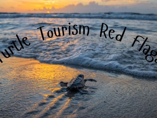 Sea Turtle Tourism Red Flags: Watch out for these Worst&nbsp;Practices!